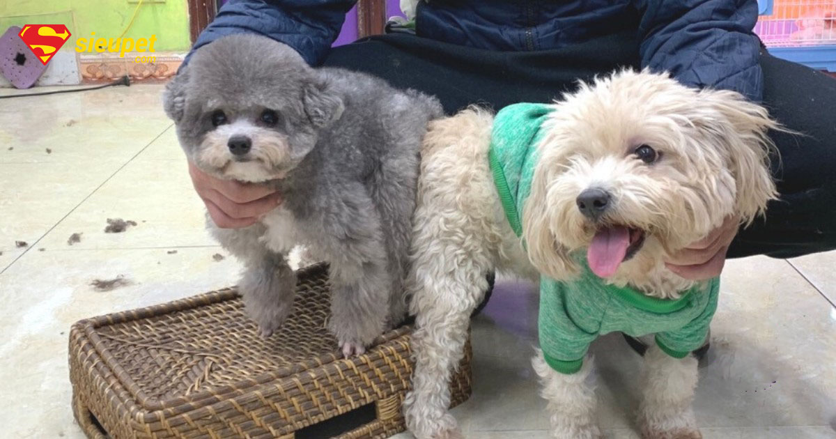 chó poodle cái bao nhiêu tháng phối được