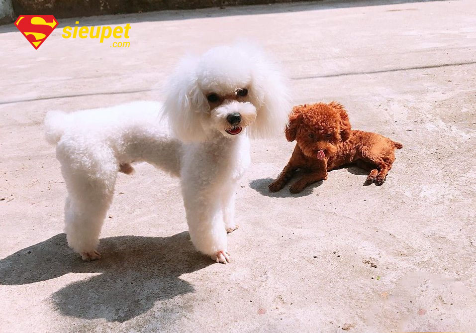 chó poodle cái bao nhiêu tháng phối được