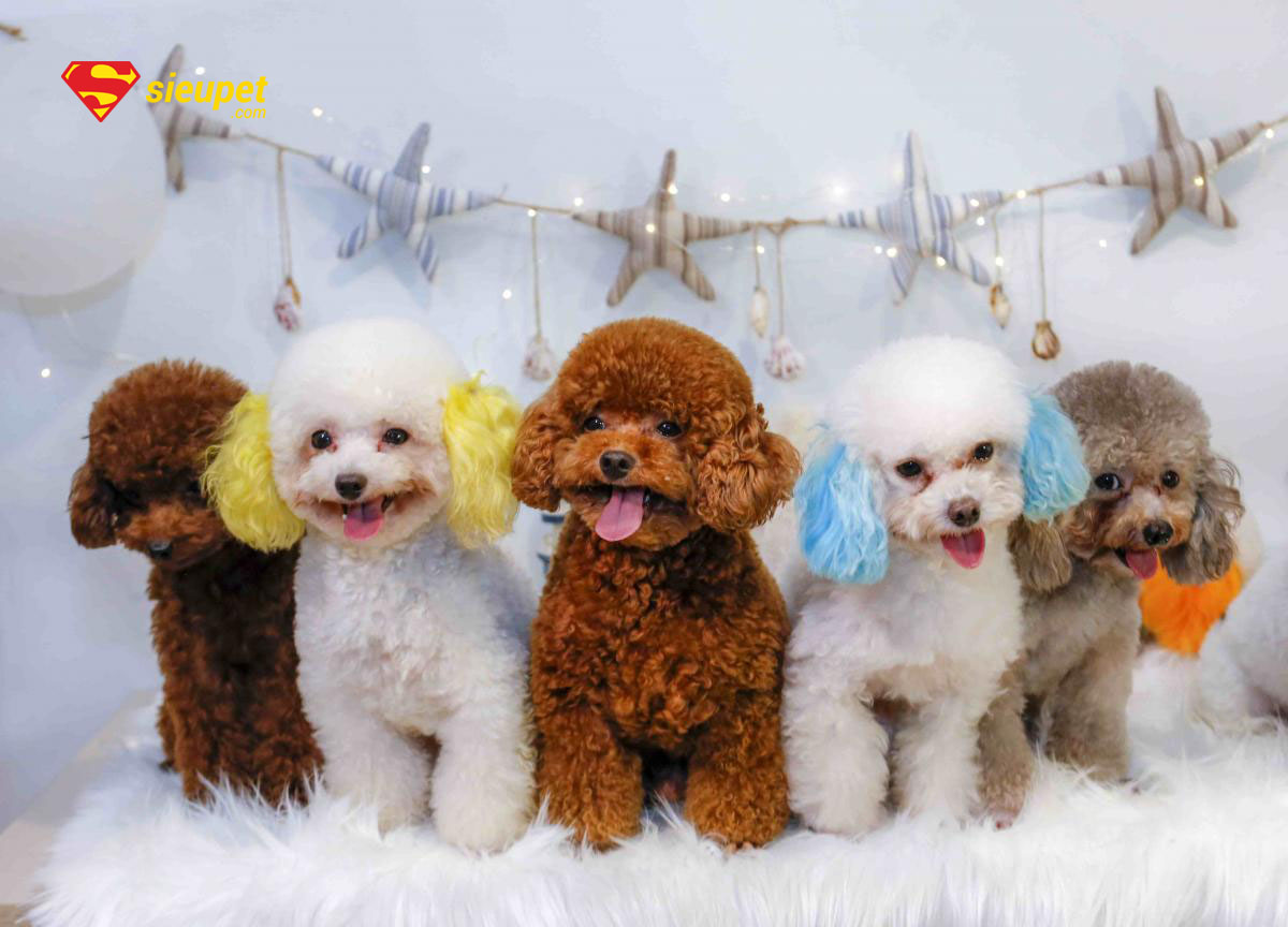 chó poodle cái bao nhiêu tháng phối được