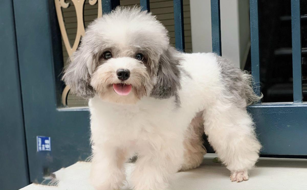 chó poodle cái có kinh