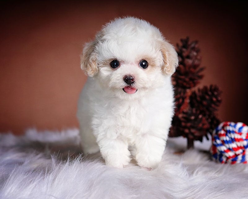 chó poodle cụt đuôi