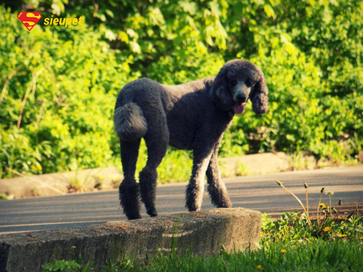 chó poodle đực bao nhiêu tháng phối được