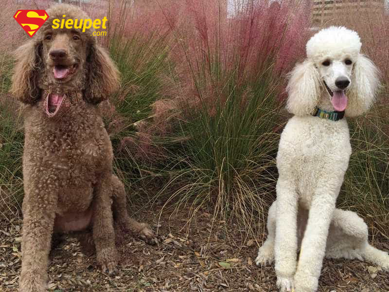 chó poodle đực bao nhiêu tháng phối được