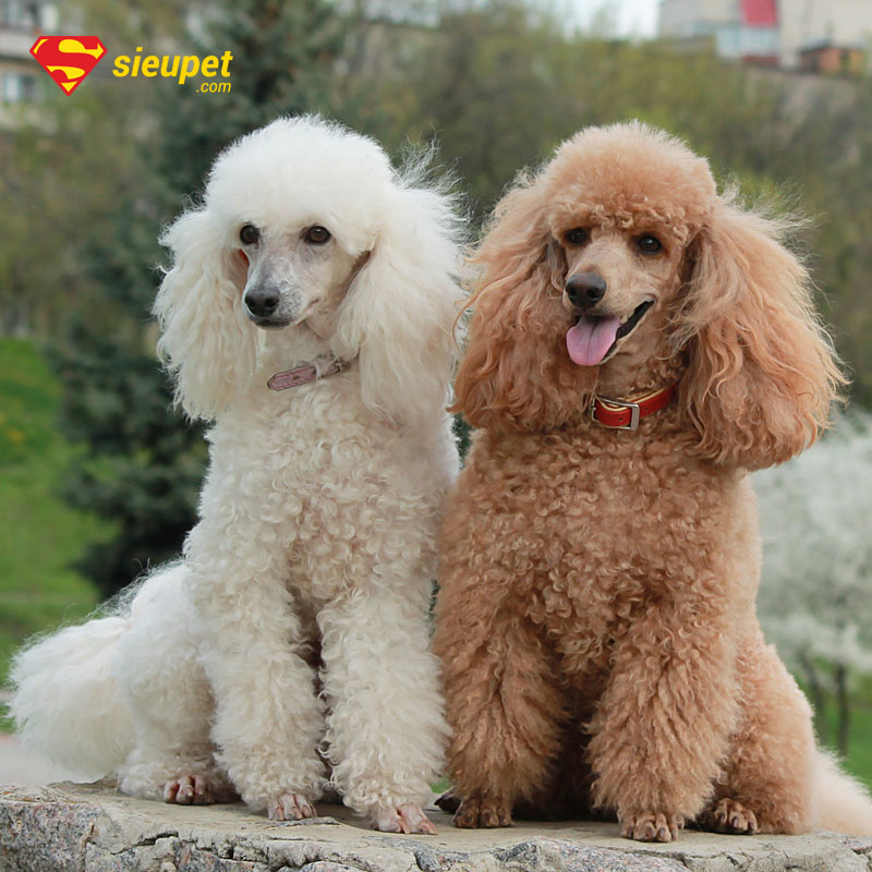 chó poodle đực bao nhiêu tháng phối được