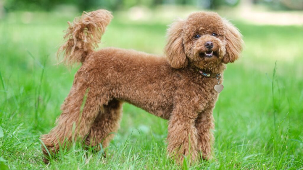chó poodle đuôi dài