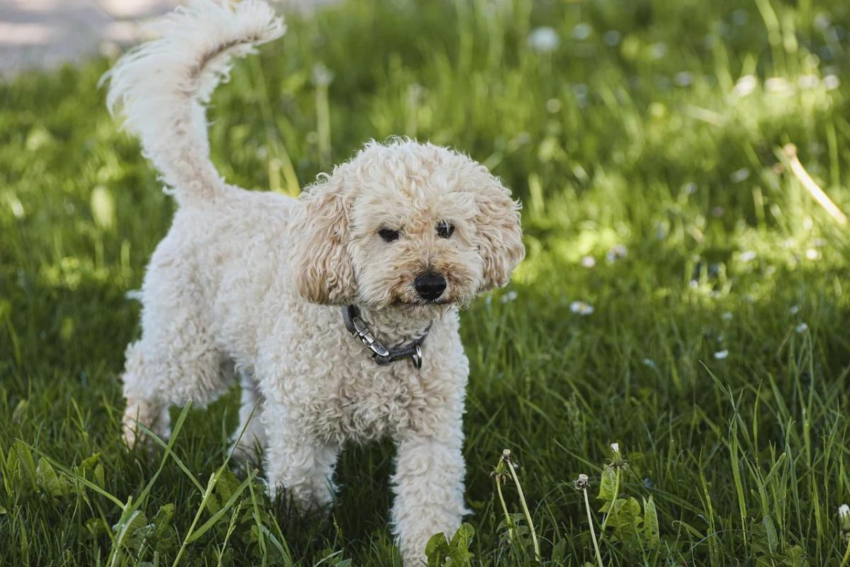 chó poodle đuôi dài
