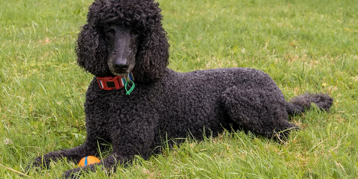 chó poodle giống to