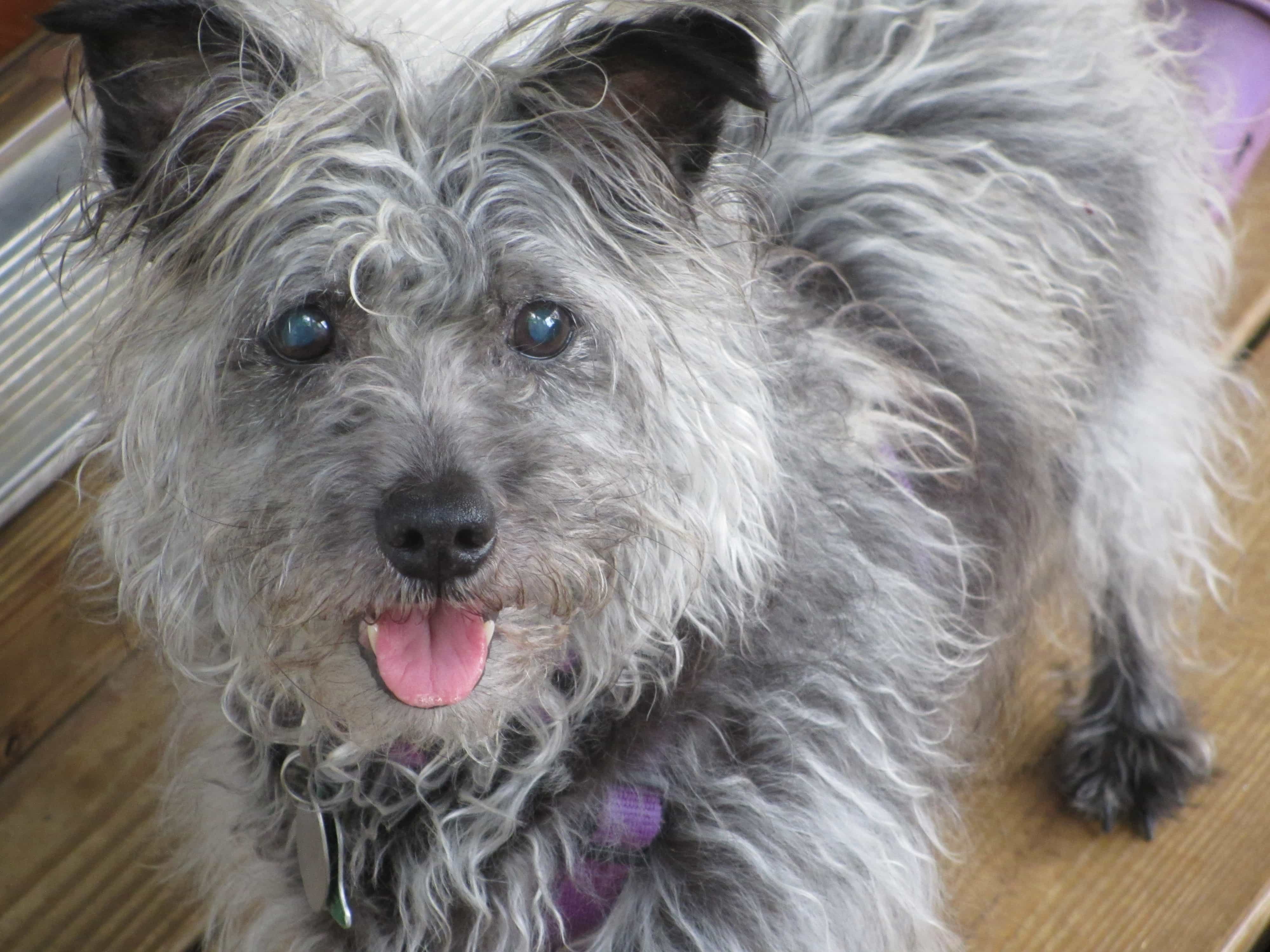 Chó Schnoodle khá to lớn