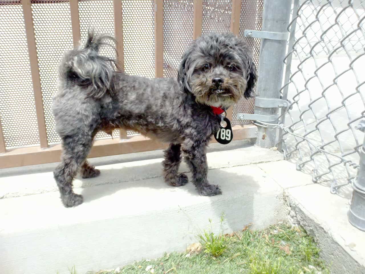 Chó au888 casino lai Shih Tzu có bộ lông xám