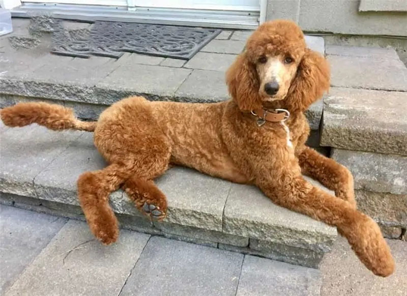 chó poodle lớn