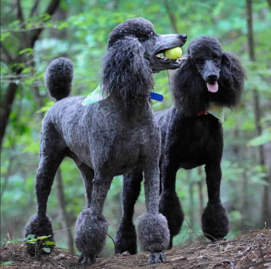 chó poodle lớn
