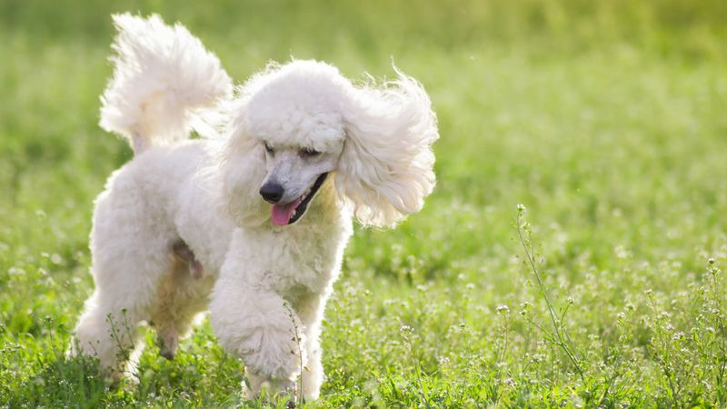 chó poodle lớn