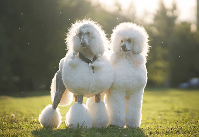 chó poodle lớn