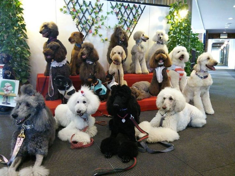 chó poodle lớn