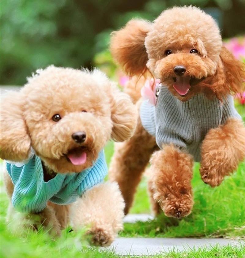 chó poodle nhỏ