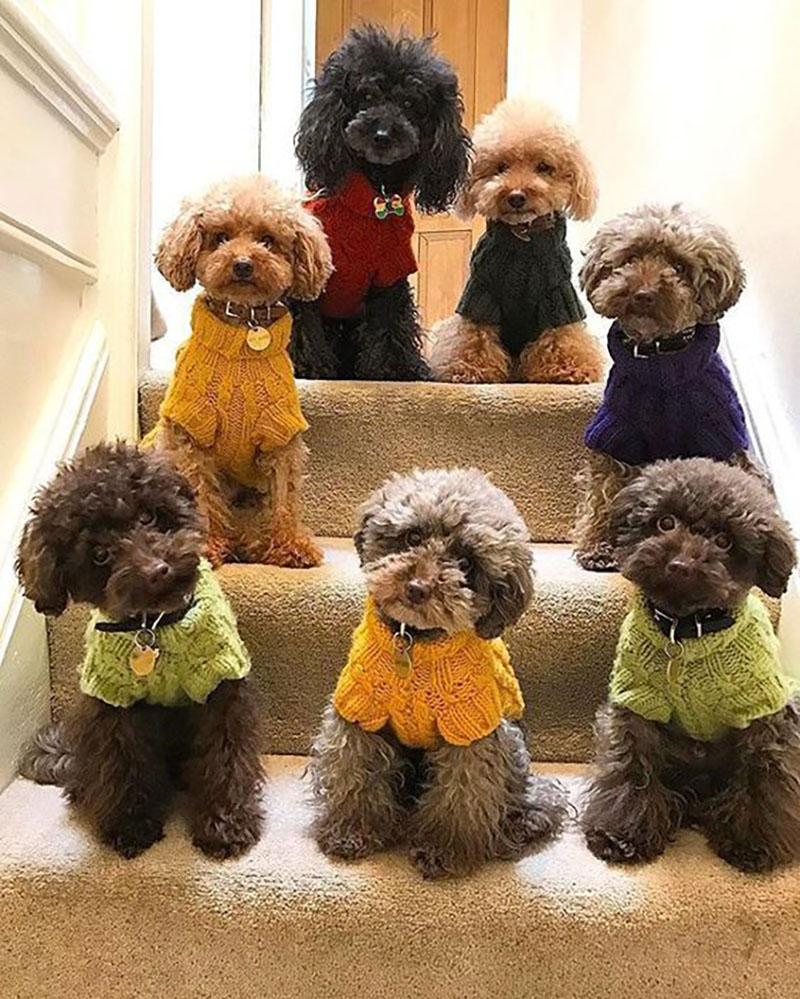 chó poodle nhỏ