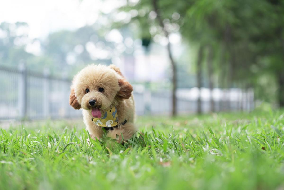 chó poodle nhỏ