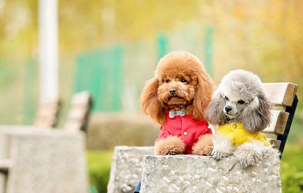 chó poodle nhỏ