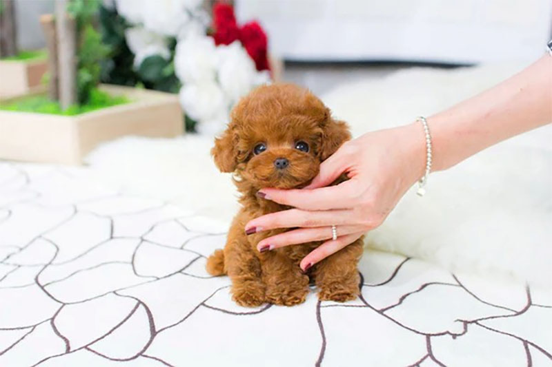 chó poodle nhỏ