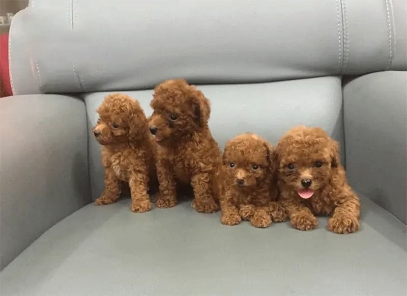chó poodle nhỏ