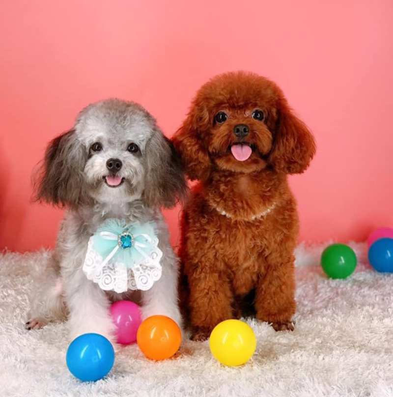 chó poodle thích chơi gì