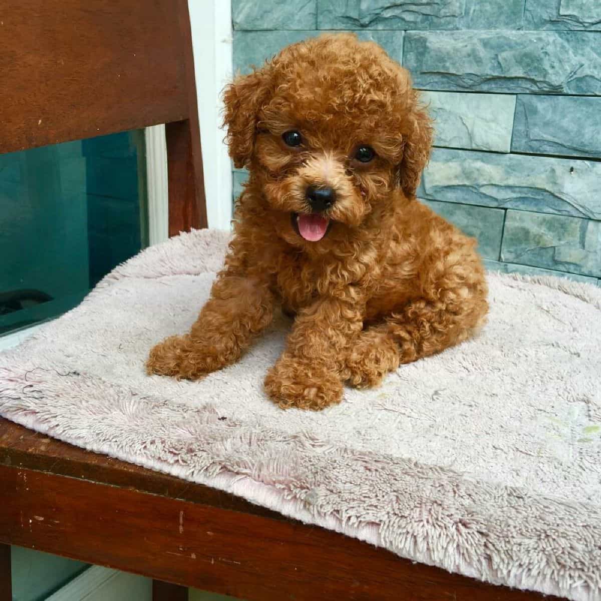 Tiny Poodel thường có cân nặng dưới 3 kg