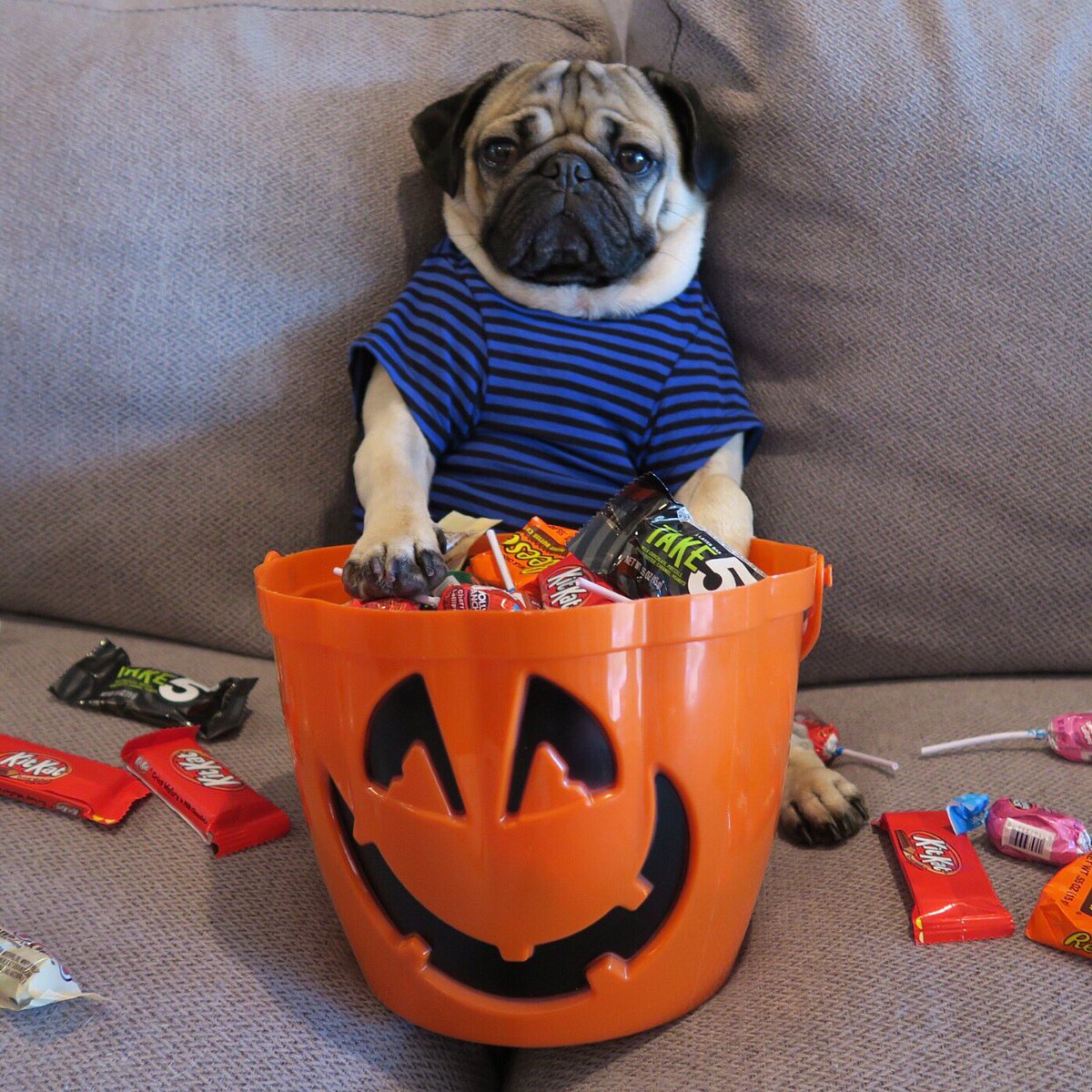 Chó pug có nên ăn kẹo