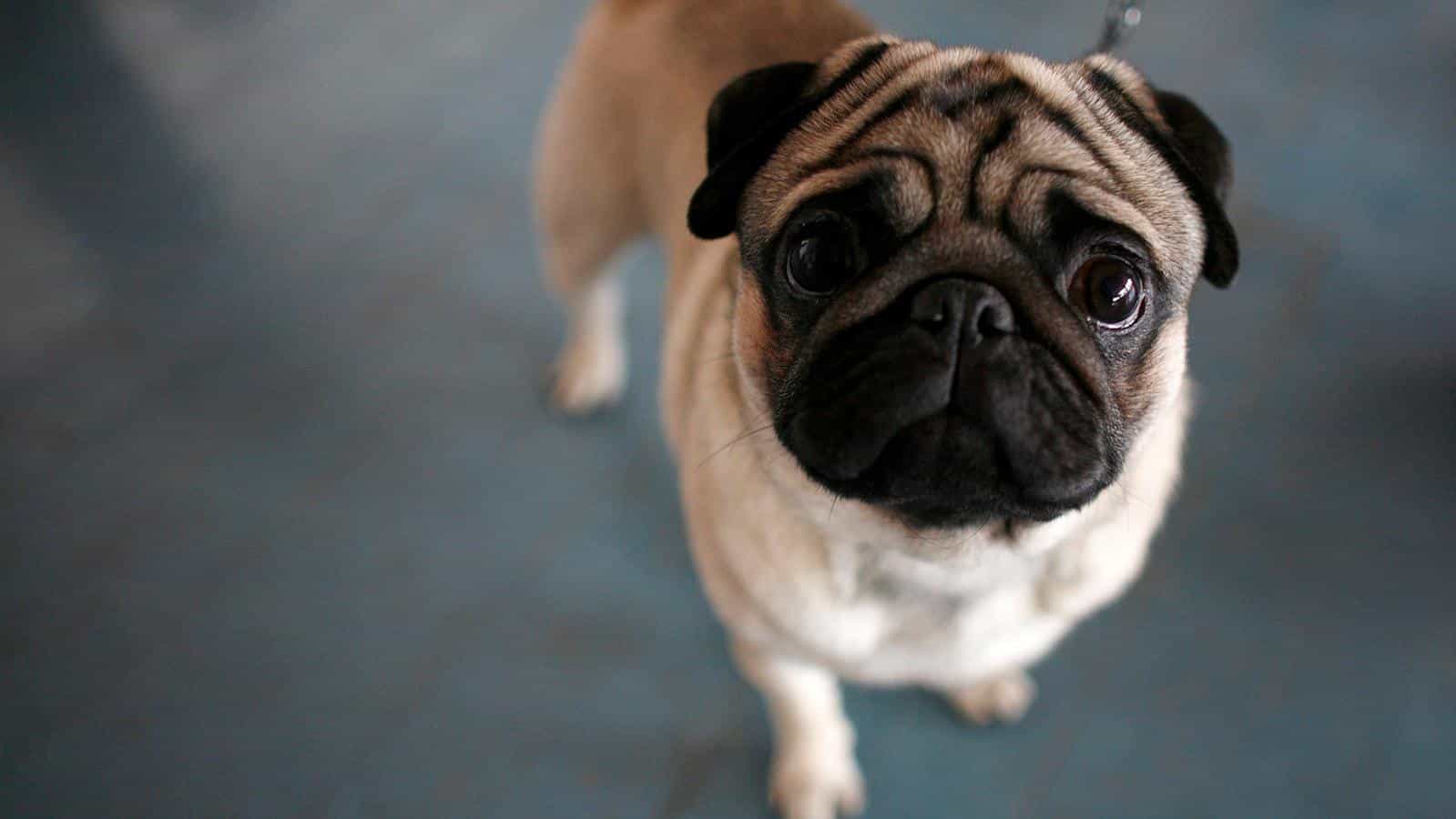 Một chú chó pug nhăn mặt tội nghiệp