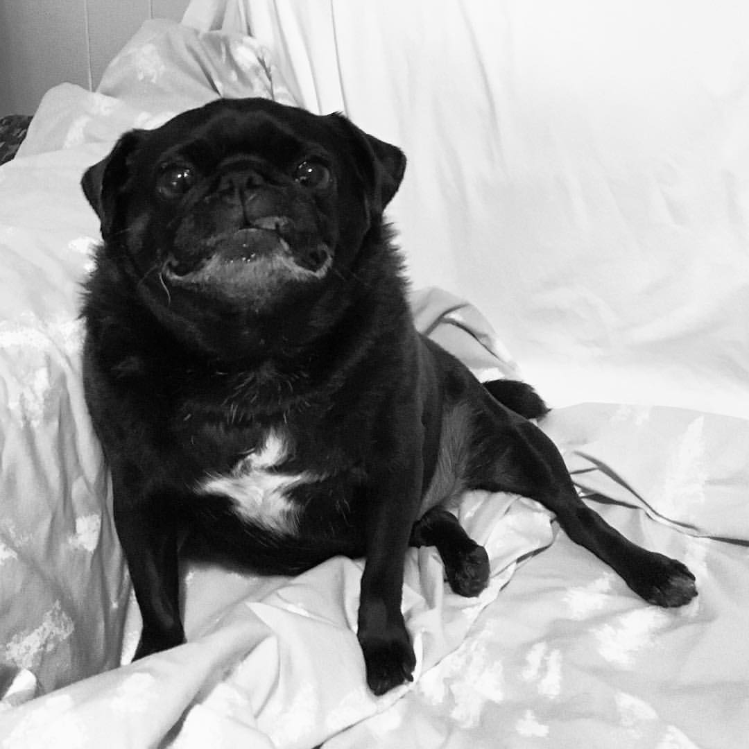 Chó pug đen có vệt lông trắng