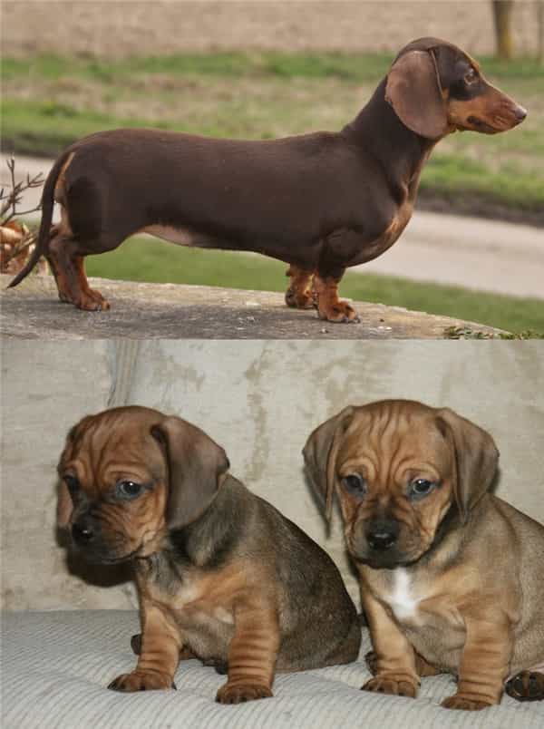 Chó au888 casino lai chó au888 casino (Dachshund)