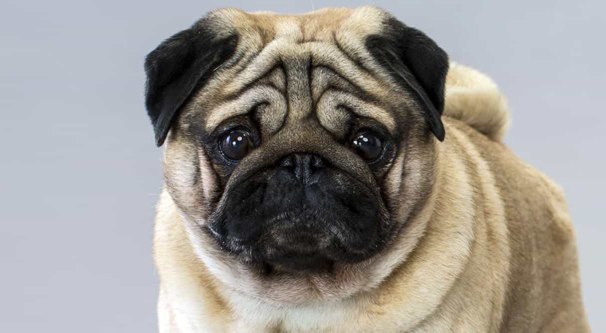 Hình ảnh chó mặt xệ dễ thương: chó pug