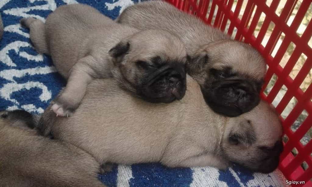 Chó pug mới sinh