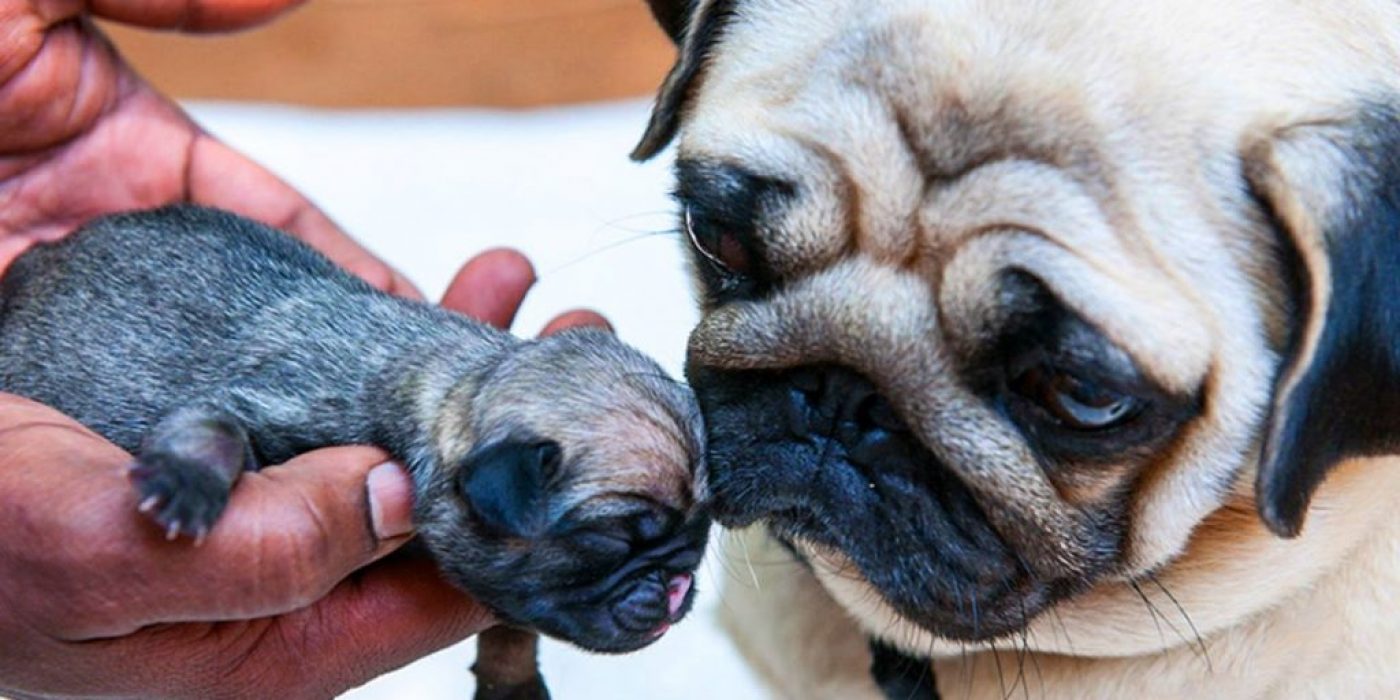 Nên giúp pug sinh con an toàn