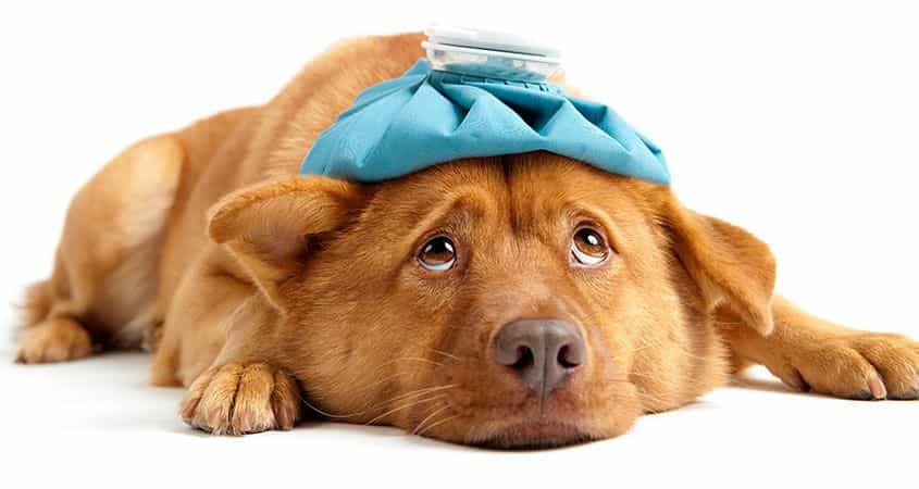 giun đũa ở chó rất đáng sợ