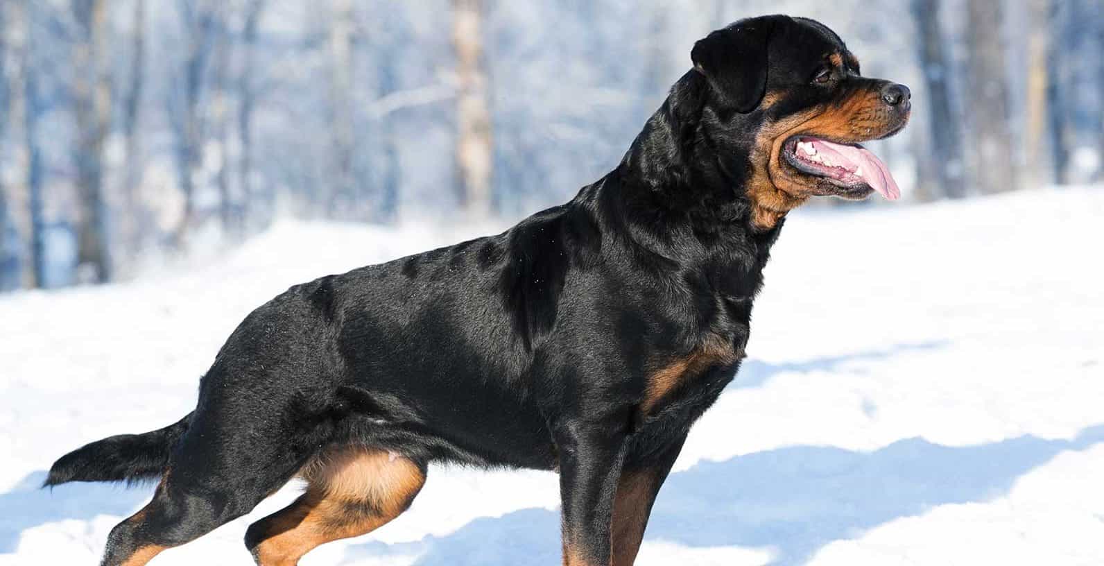 Chó rott được 1 tuổi