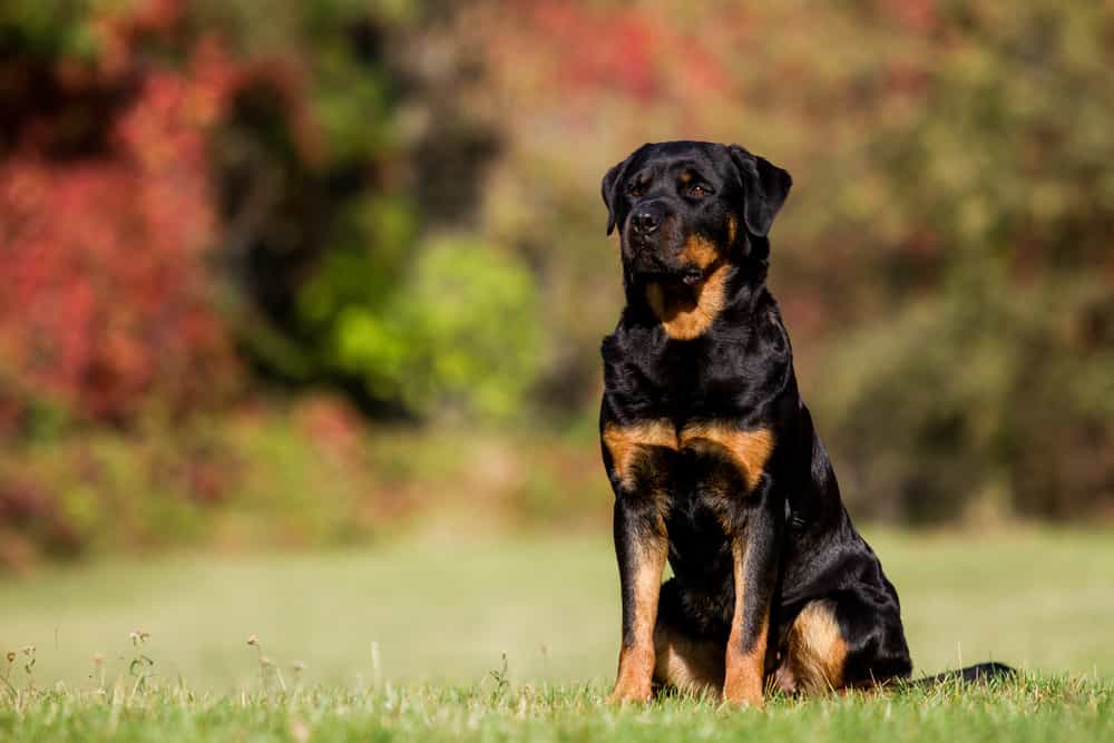 trại chó rottweiler ở hà nội