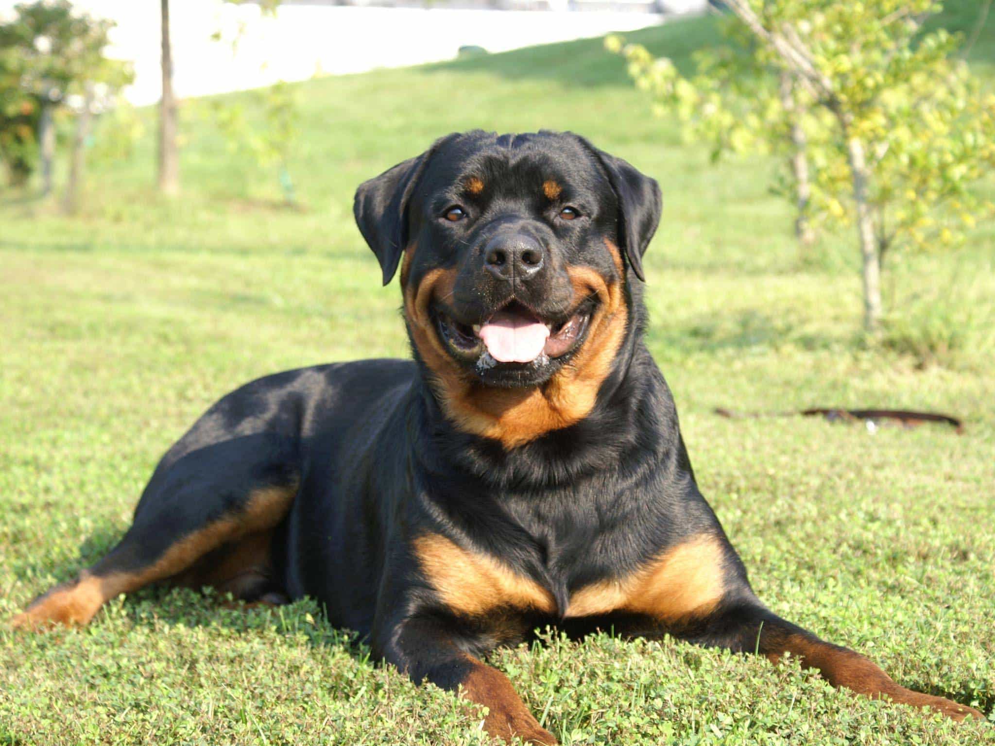 chó rottweiler