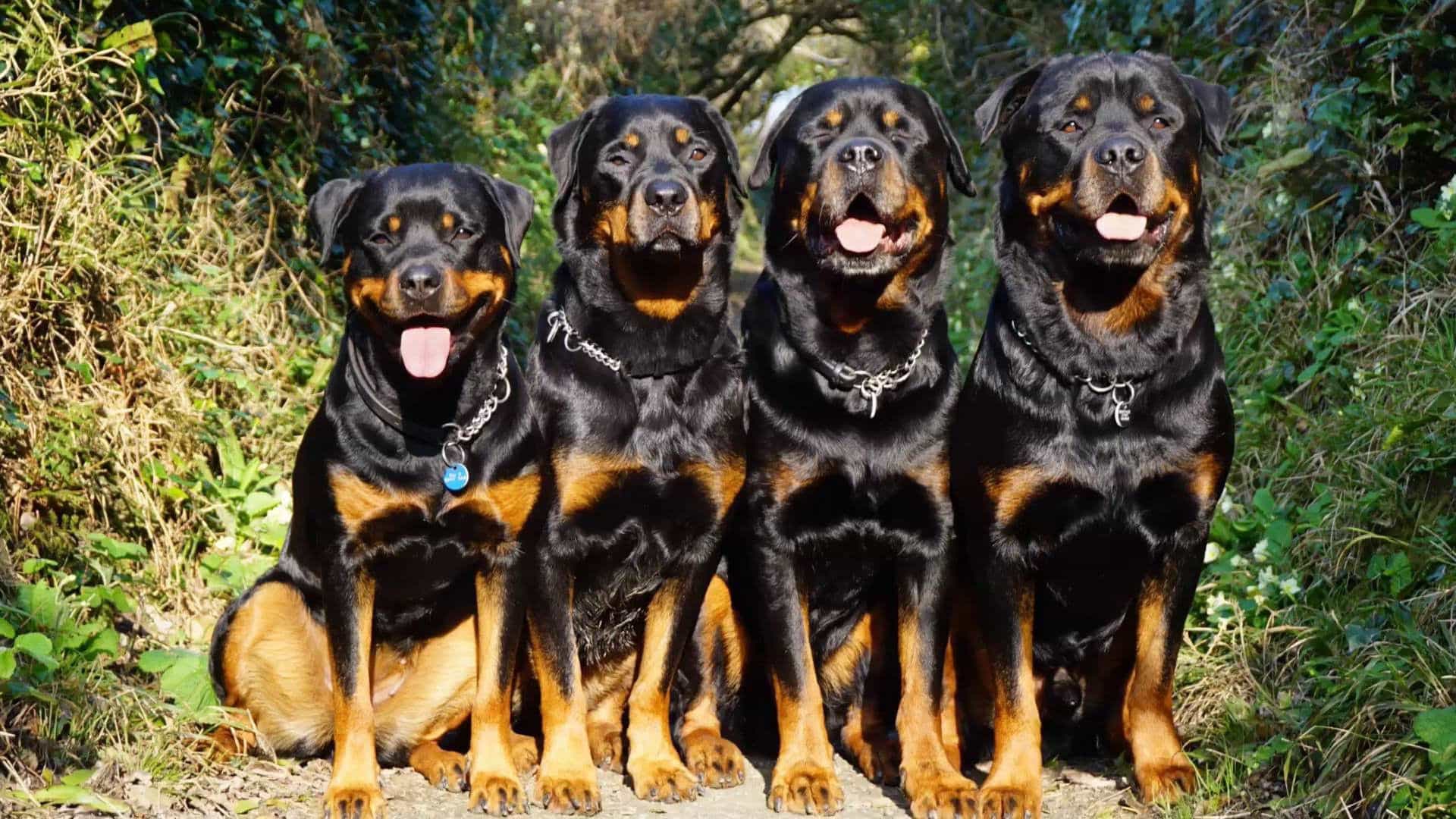 cho rotweiler ăn gì