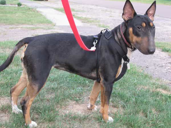 chó rottweiler lai
