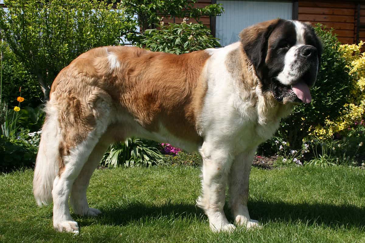 Chó Saint Bernard