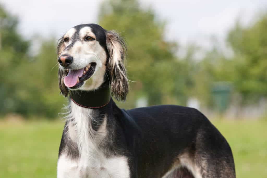 Chó&nbsp;Saluki có giá khoảng 2.500 đô