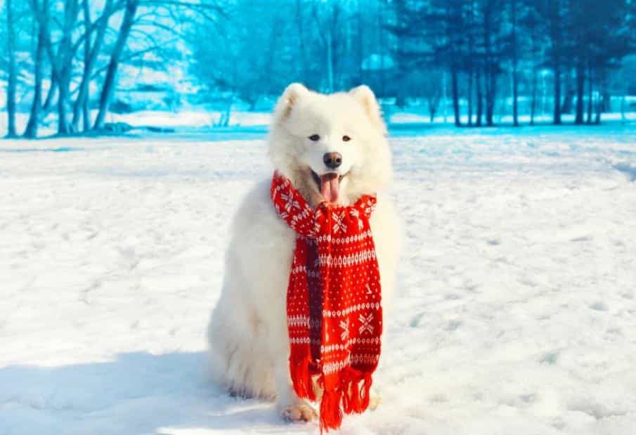 cách nuôi samoyed