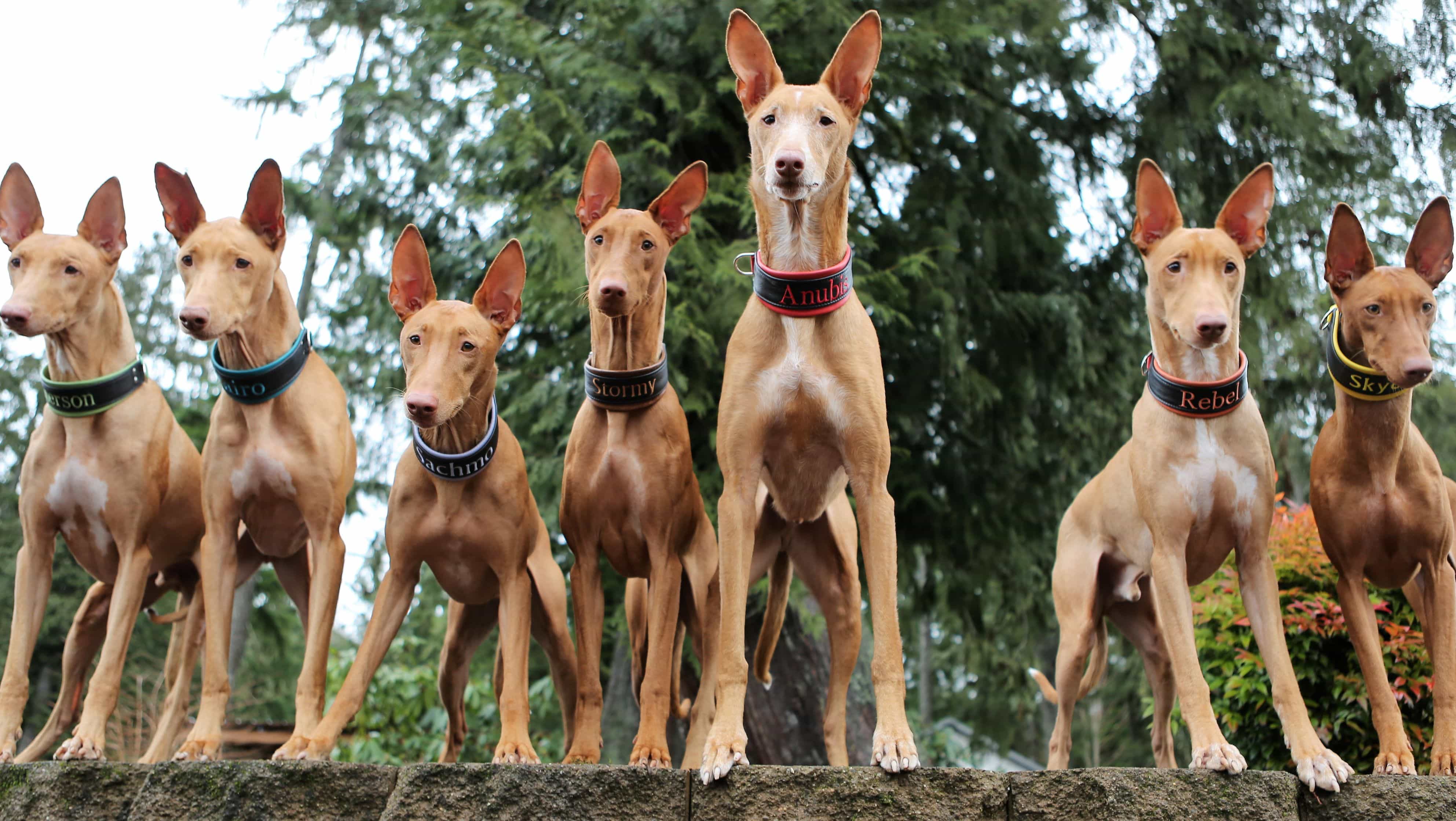 Bầy chó pharaoh 