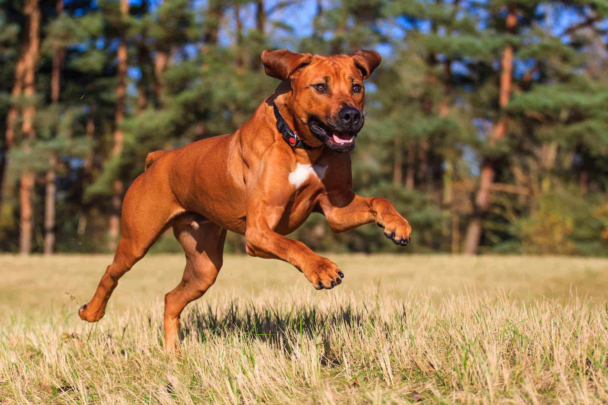 Rhodesian Ridgeback đang chạy 