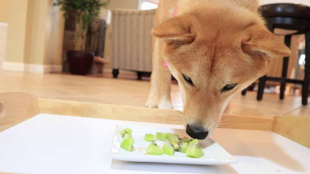 Chó au88 đang ăn quả kiwi