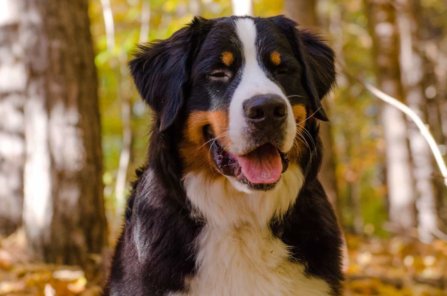 Bernese Mountain Dog trưởng thành