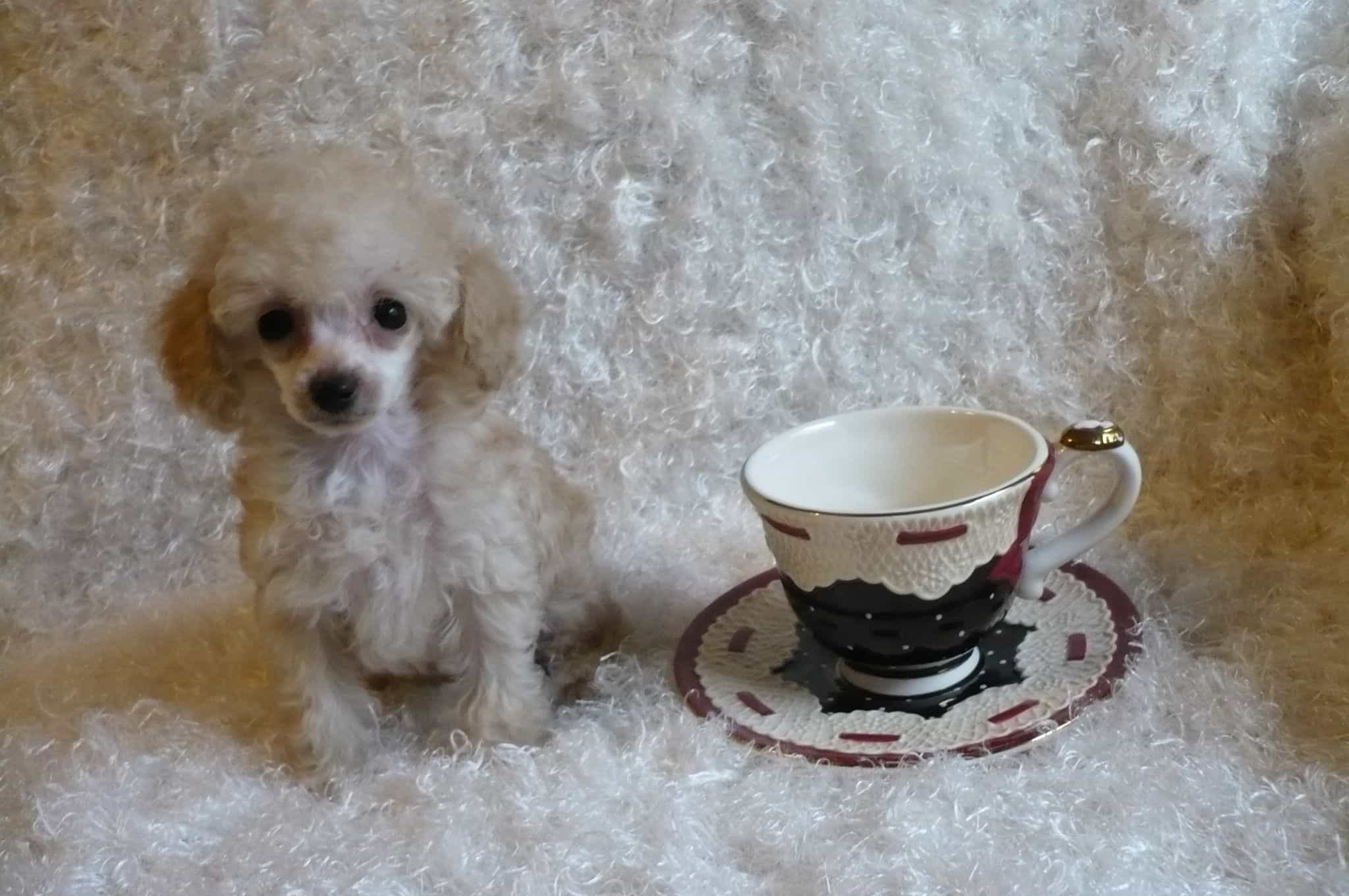 Teacup học hỏi rất nhanh