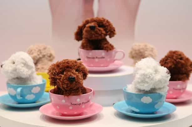 Những bé Teacup au888 casino có thể nằm gọn trong một tách trà