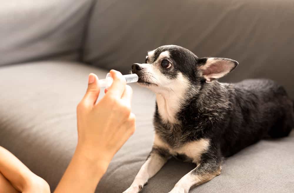 Chó uống thuốc bằng dạng nước