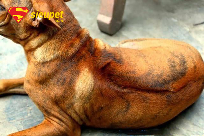 Đàn Chó au88 xoáy tại trại bảo tồn